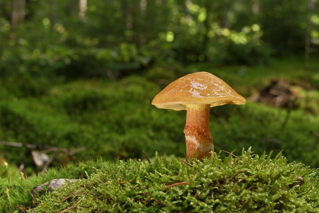 Best Mushroom Gummies Near You